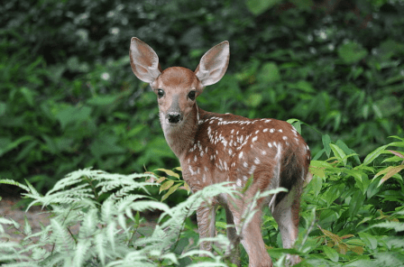 Deer