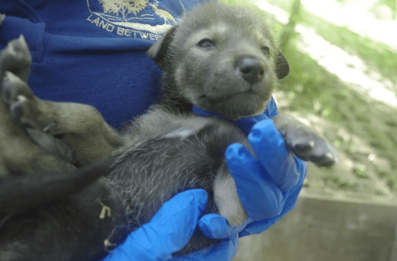 Red Wolves Born