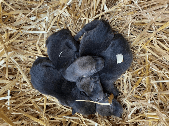 Baby Wolves
