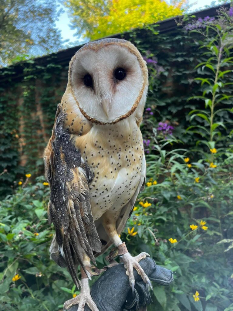 Birds of Prey - Ghost