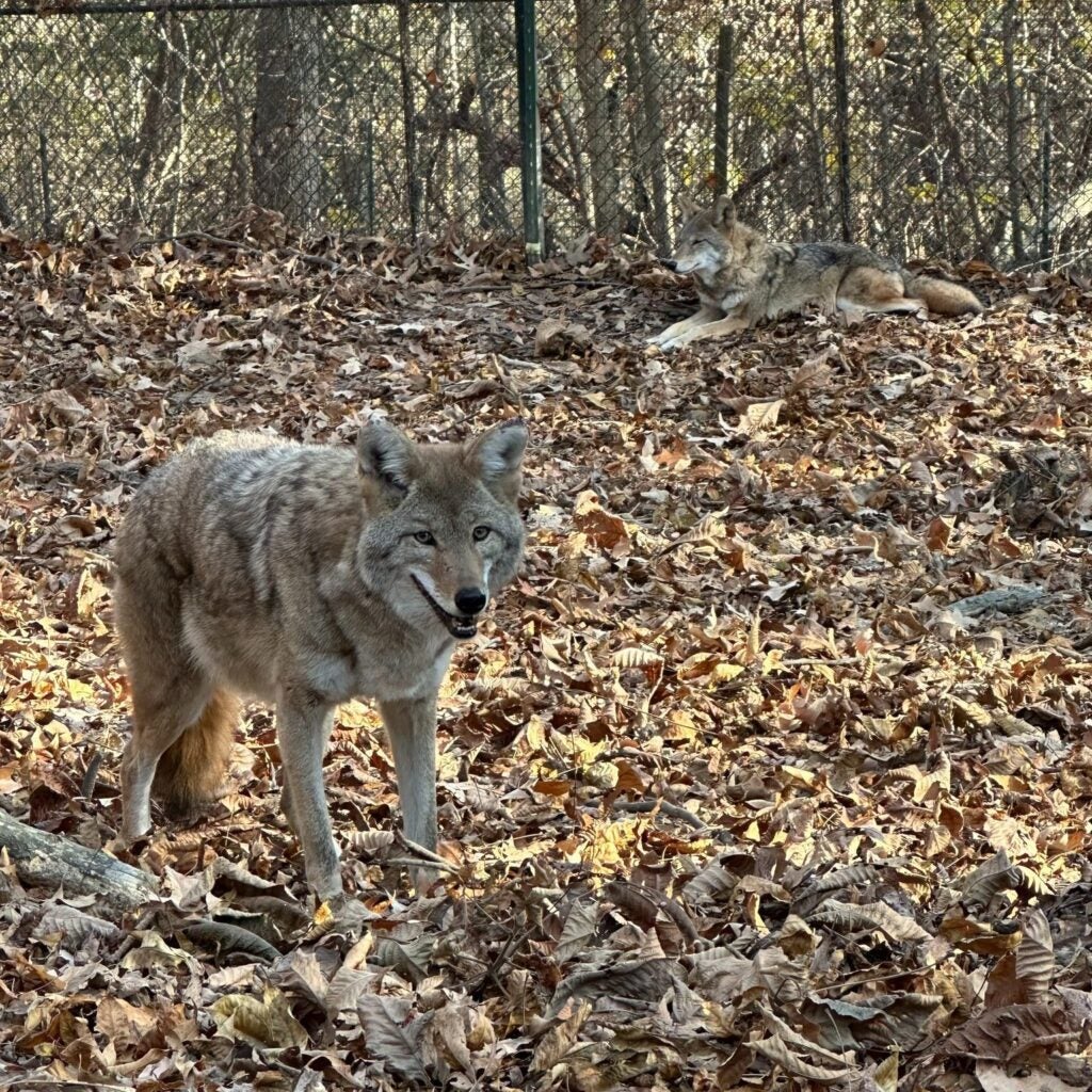 Coyotes - Cadiz and Campbell