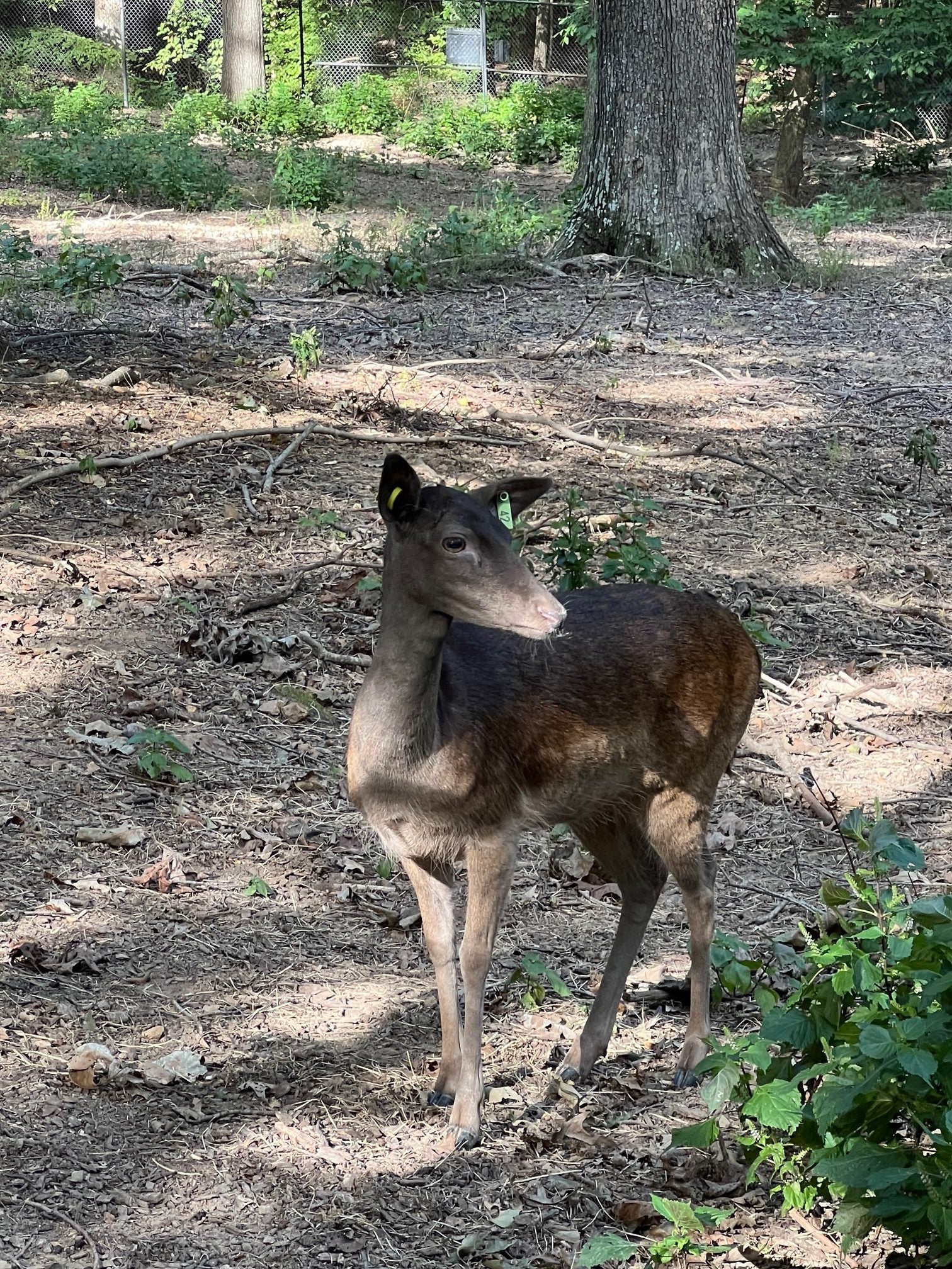 Fallow Deer