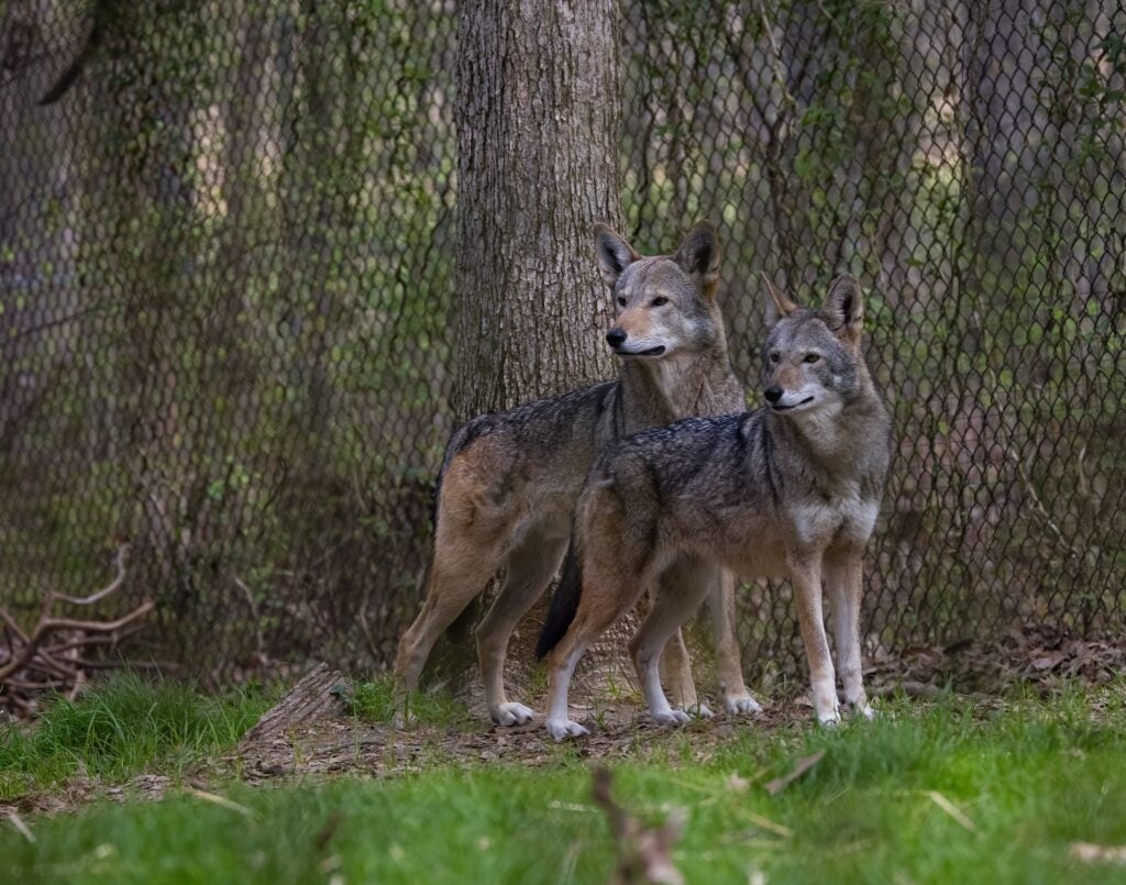 Red Wolves - Percy and Ember