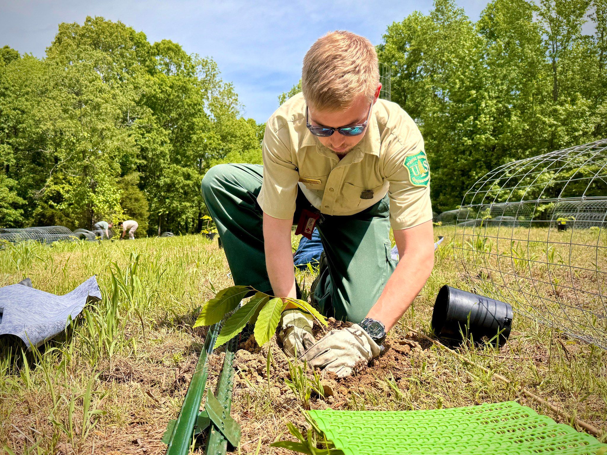Restoring-the-iconic-American-chestnut