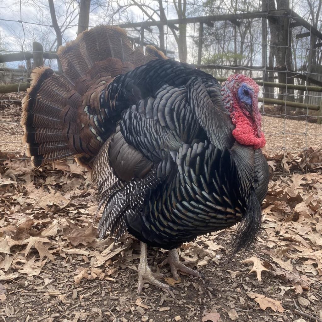 Turkeys - Tom