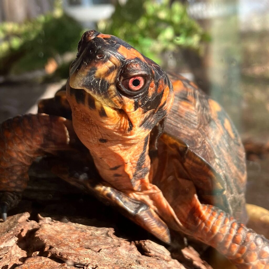 Turtles - Carrot