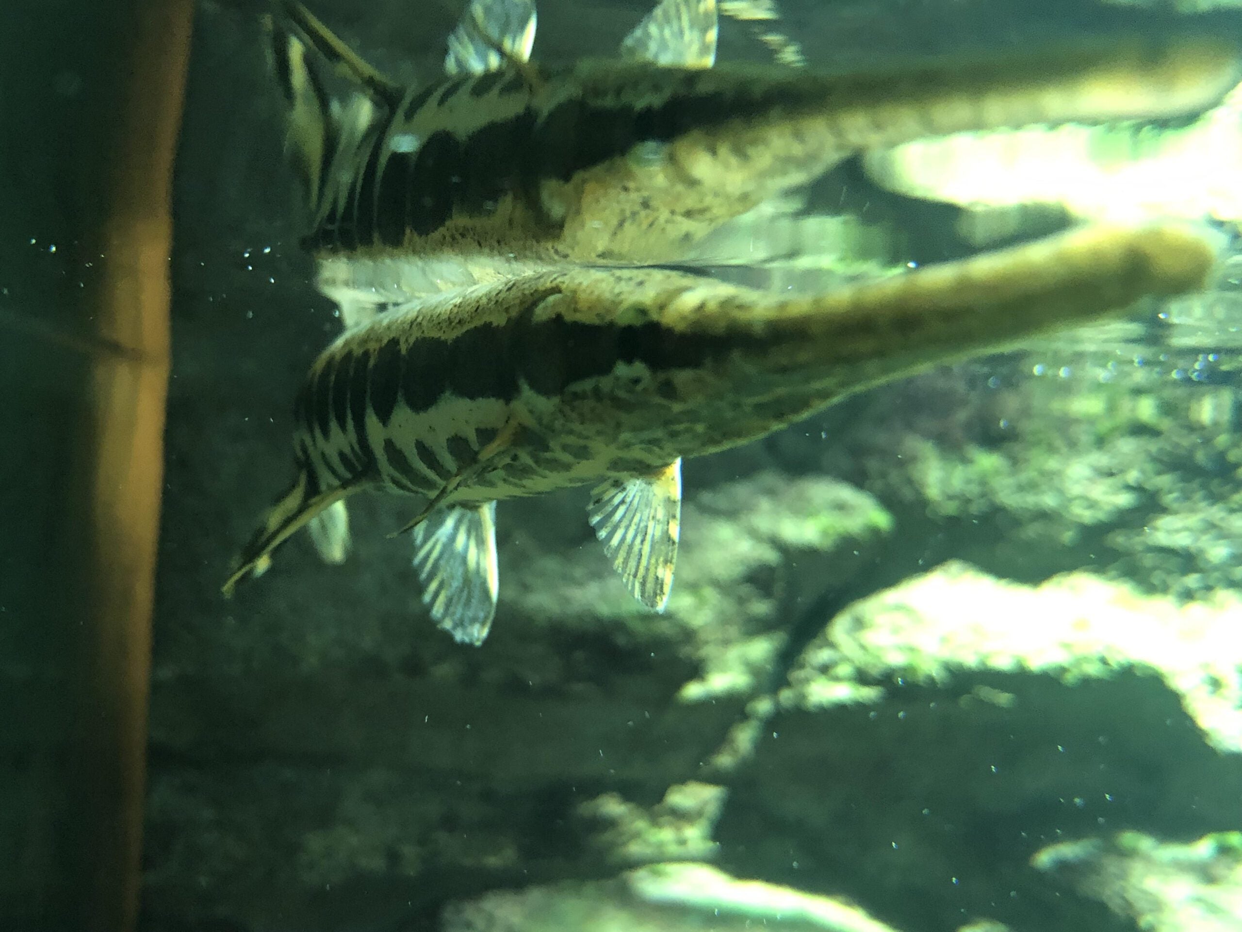 Fish - Spotted Gar