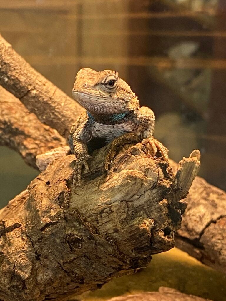 Nonvenomous snakes and lizards - fence lizard