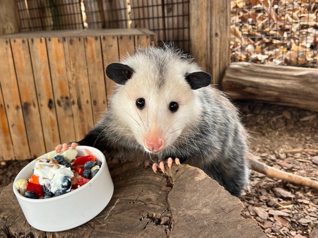 Opossum - Billie