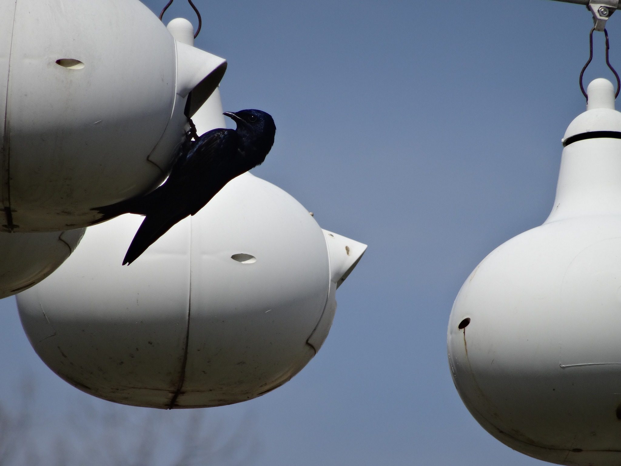 Purple Martins