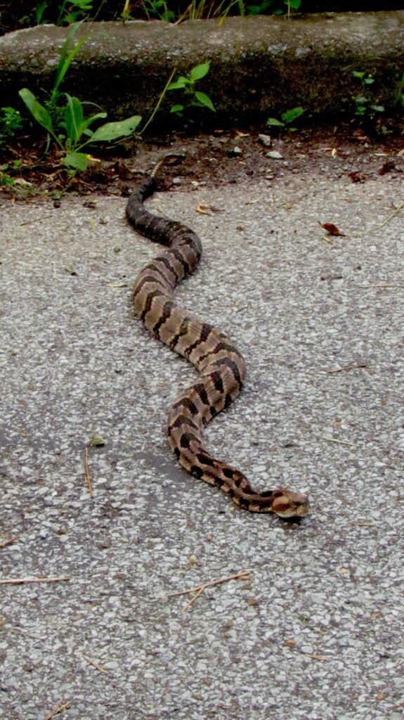 Venomous Snake