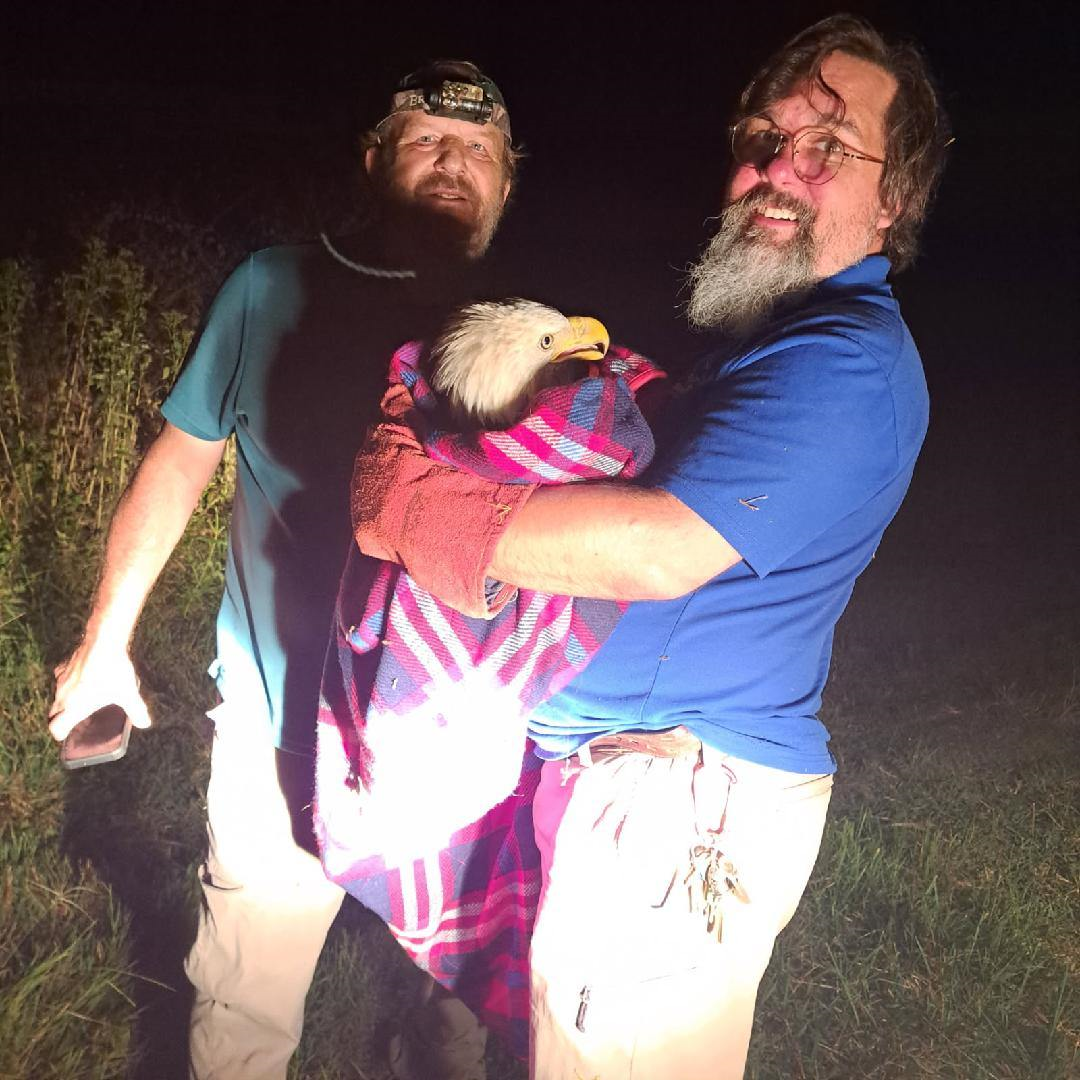 Injured eagle